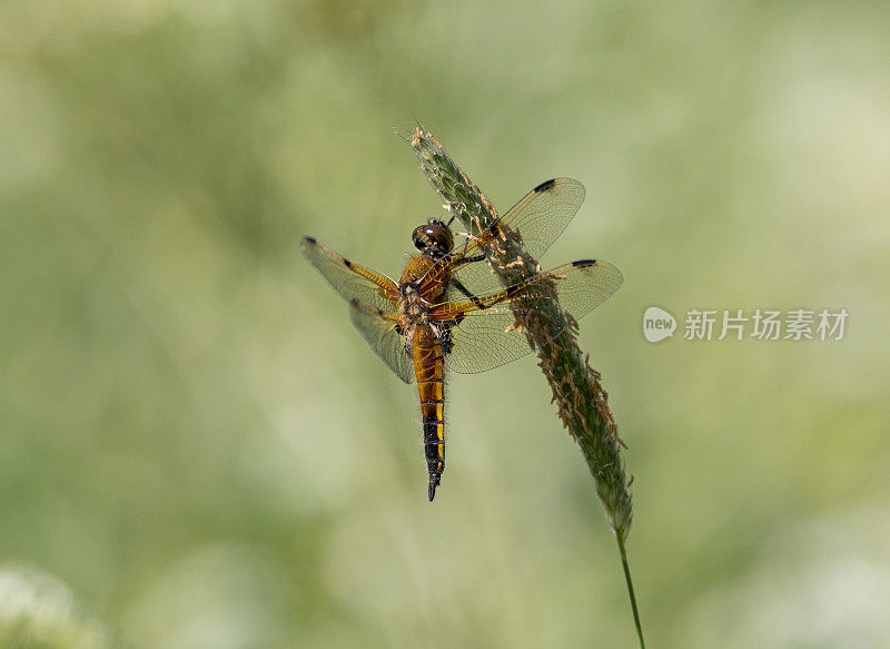 四只斑追逐蜻蜓(Libellula quadrimaculata)张开翅膀在植物上休息